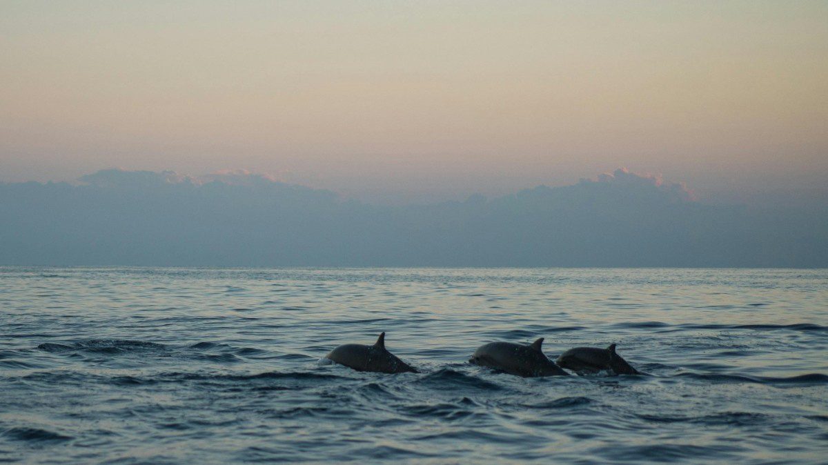 Chilka_Lake_Dolphin_point_view_odisha_puri (8) Chilka_Lake_Dolphin_point_view_odisha_puri (8)