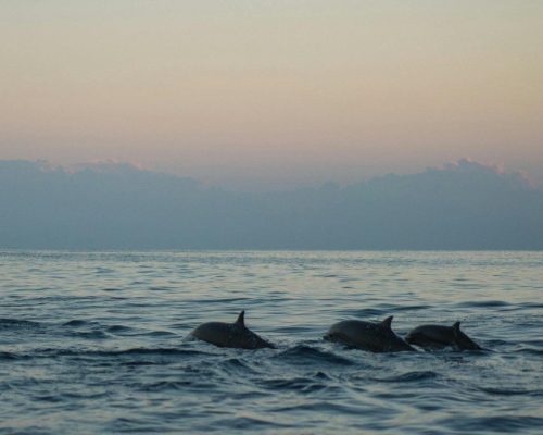 Chilka_Lake_Dolphin_point_view_odisha_puri (8)